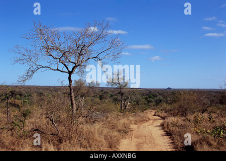 Mala Mala Game Reserve, Sabi Sand Park, Südafrika, Afrika Stockfoto