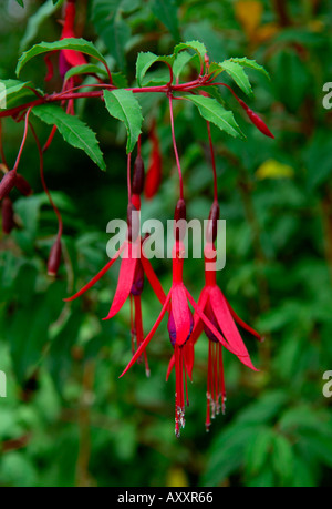 Rot Fuchsia Blume Blüte Strauch Hecke Hecke Pflanze Busch Baum in voller Blüte. Fuchsie fehlt Stockfoto