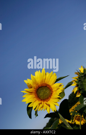 Helianthus Annus Sonnenblume Stockfoto