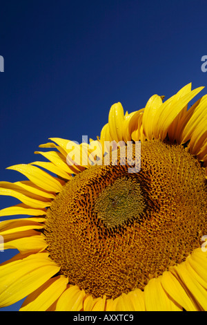 Sonnenblume Helianthus annuus Stockfoto