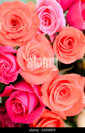 Bouquet von Pfirsich und rosa Rosen hautnah Stockfoto