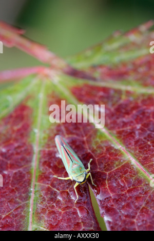 Graphocephala Fennahi Bournemouth Gärten Dorset England UK Stockfoto