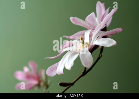 MAGNOLIA X LOEBNERI LEONARD MESSEL AGM Stockfoto