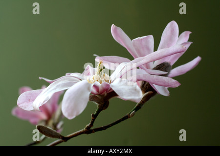 MAGNOLIA X LOEBNERI LEONARD MESSEL AGM Stockfoto