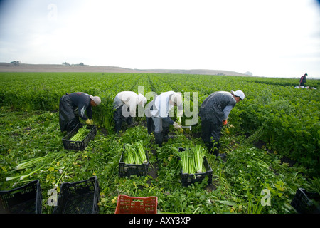 Arbeitnehmer im kalifornischen Central Valley ernten Sellerie Stockfoto