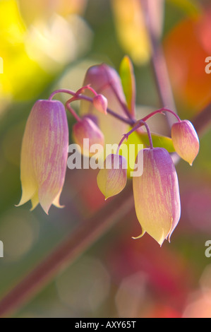 Kalanchoe Knospen Abend Nahaufnahme (Kalanchoe Pinnata, Crassulaceae) Stockfoto