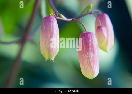 Kalanchoe Knospen dämmern (Kalanchoe Pinnata, Crassulaceae) Stockfoto