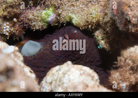 Die großen blauen Kraken (Octopus Cyanea) Tag Octopus Cyane Oktopus Octopodidae Stockfoto