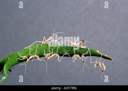 Budwing Mantis (Parasphendale Agrionina), Nymphen auf einem Blatt Stockfoto