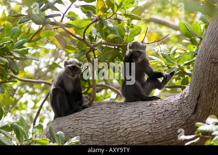 Zwei blaue Affen in Mafia Island Tansania Stockfoto