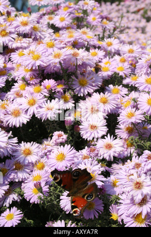 Schmetterling Nymphalis Io auf der Chrysanthemen Stockfoto