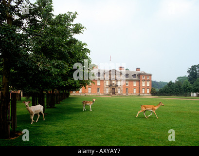 Britischen Cheshire Altrincham Dunham Massey House Hirsch auf Rasen Stockfoto