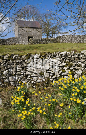 Narzissen wachsen neben Millway Lane zwischen Alstonefield und Milldale in Staffordshire Peak District. Stockfoto