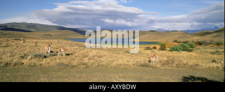 Seen und Lamas, Torres del Paine Nationalpark, Patagonien, Chile, Südamerika Stockfoto