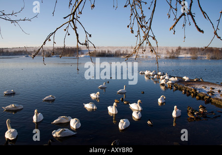 Vögel im Winter bei Fairburn Ings North Yorkshire sammeln Stockfoto