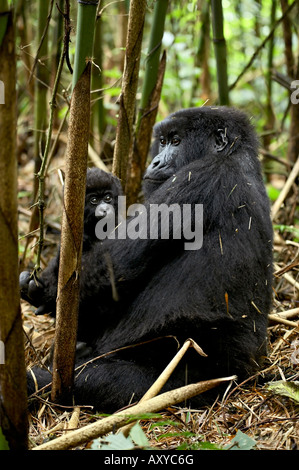 Berg-Gorilla-Mutter hält Säugling vor ihr, Sabynyo Gruppe, Volcanoes-Nationalpark, Ruanda, Afrika Stockfoto