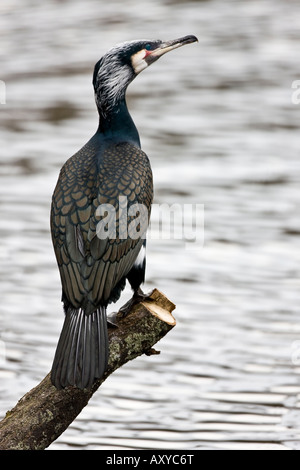Kormoran auf der Hut Stockfoto