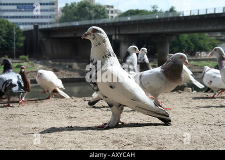Felsen-Taube, Columba Livia in Pune. Stockfoto