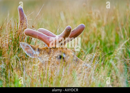 Rotwild-Hirsch in samt Stockfoto