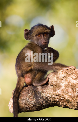 Chacma Pavian (Papio Ursinus), größere Limpopo Transfrontier Park, umfasst das ehemalige Krüger Nationalpark in Südafrika Stockfoto