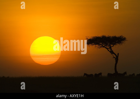 Sonnenuntergang mit einer Akazie am Horizont, Masai Mara Game Reserve, Kenia, Ostafrika, Afrika Stockfoto