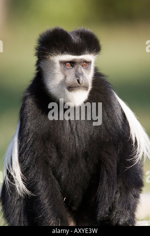 Black And White Colobus Affen (Colobus Guereza), Lake Naivasha, Kenia, Ostafrika, Afrika Stockfoto