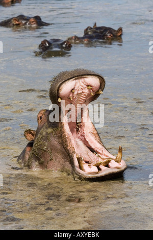 Flusspferd (Hippopotamus Amphibius), Gähnen, Serengeti Nationalpark, Tansania, Ostafrika, Afrika Stockfoto