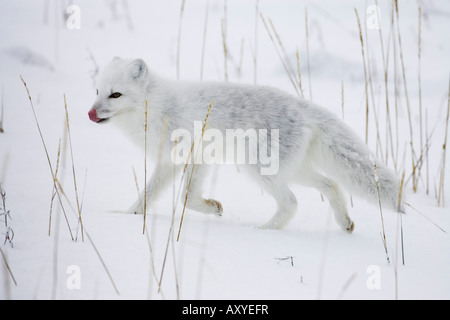 Polarfuchs (Alopex Lagopus) laufen im Schnee, in der Nähe von Churchill, Manitoba, Kanada, Nordamerika Stockfoto