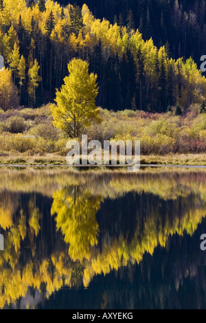 Espen in Herbstfarben spiegeln sich in Crystal Lake, in der Nähe von Ouray, Colorado, Vereinigte Staaten von Amerika, Nordamerika Stockfoto