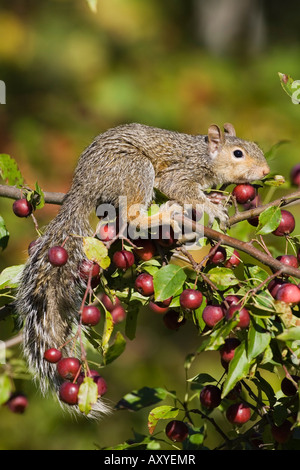 Östliche graue Eichhörnchen im Baum Holzapfel, in Gefangenschaft, Minnesota Wild Verbindung, Sandstein, Minnesota, USA Stockfoto