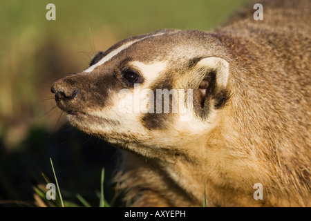 Dachs (Taxidea Taxus), in Gefangenschaft, Minnesota Wild Verbindung, Sandstein, Minnesota, USA, Nordamerika Stockfoto