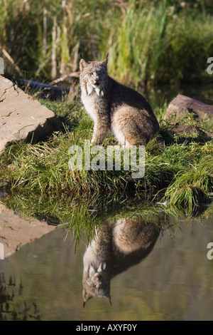 Luchs (Lynx Canadensis) reflektiert sitzen am Rand des Wassers, in Gefangenschaft, Minnesota Wild Verbindung, Minnesota, USA Stockfoto