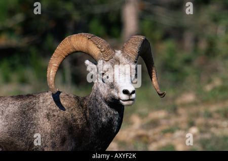 Männliche Stein Schafe (Ovis Dalli Stonei), Stone Mountain Provincial Park, Britisch-Kolumbien, Kanada, Nordamerika Stockfoto