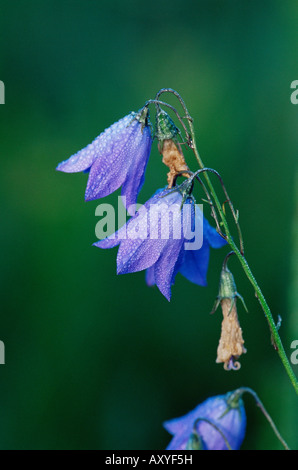 Glockenblume (Campanula Rotundifolia), Grand-Teton-Nationalpark, Wyoming, Vereinigte Staaten von Amerika, Nordamerika Stockfoto