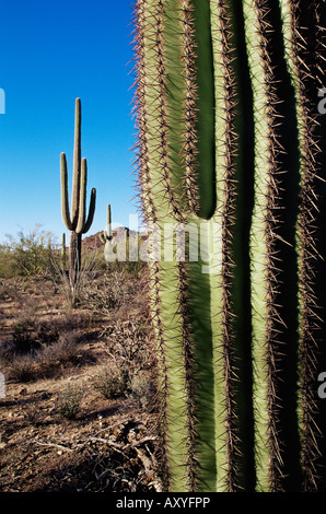 Saguaro-Kaktus (Carnegiea Gigantea), Saguaro National Park, Arizona, Vereinigte Staaten von Amerika, Nordamerika Stockfoto
