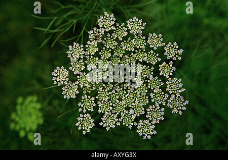 Wasserschierling, nördlichen Wasser Schierling Cicuta Virosa, Umbelliferae/Apiaceae (Karotte-Familie) Stockfoto