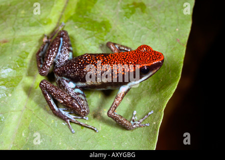 Ruby Poison Frog (Ameerega Parvula) aus dem ecuadorianischen Amazonas Stockfoto