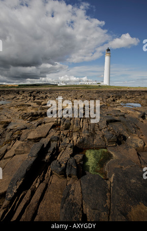 Felsige Küste von East Lothian, Schottland, mit Barns Ness Leuchtturm in der Ferne. Stockfoto