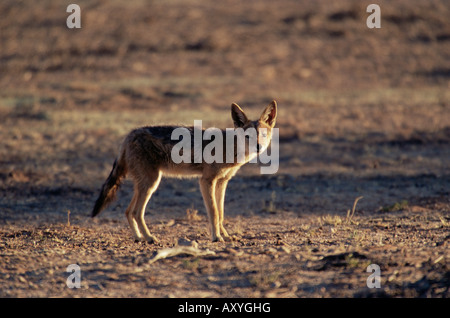 Black-backed Jackal (Canis Mesomelas), Kgalagadi Transfrontier Park, Südafrika, Afrika Stockfoto