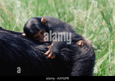 Schimpanse (Pan Troglodytes) Kind in Gefangenschaft, Uganda Wildlife Education Centre, Ngamba Island, Uganda, Ostafrika, Afrika Stockfoto