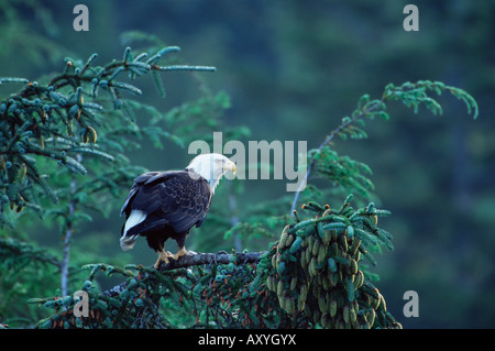 Weißkopf-Seeadler (Haliaeetus Leucocephalus), Cordova, Alaska, Vereinigte Staaten von Amerika, Nordamerika Stockfoto