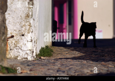 Schwarzer Hund zu Fuß durch schmale Straße Marazion Cornwall UK Stockfoto
