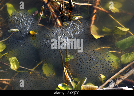 Europäische Frosch Rana Temporaria Frogspawn Masse im Gartenteich Stockfoto