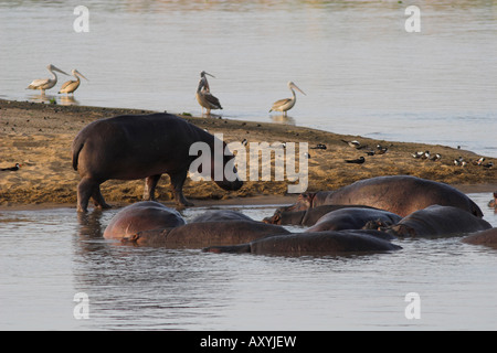 Nilpferd im Kilombero Fluss Tansania Stockfoto