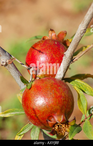 paar Granatäpfel Punica Granatum Obstbau in Zentral-Kalifornien-USA Stockfoto