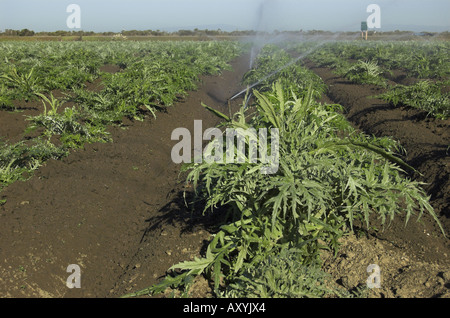 Sprinkler in Artischocken-Feld in der Nähe von etwa zentralen Küste von Kalifornien Stockfoto