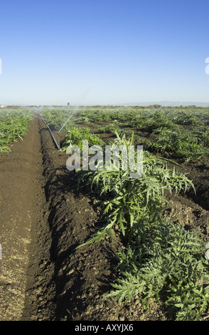 Sprinkler in Artischocken-Feld in der Nähe von etwa zentralen Küste von Kalifornien Stockfoto