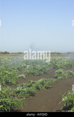 Sprinkler in Artischocken-Feld in der Nähe von etwa zentralen Küste von Kalifornien Stockfoto