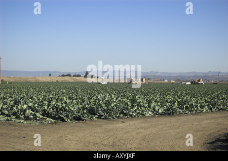 Blumenkohl Ernte in der Nähe von etwa zentralen Küste von Kalifornien Stockfoto