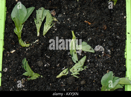 Saubohne Setzling Pflanzen in einem Gewächshaus aus durch Mäuse erstickt Stockfoto